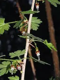 Trout Brook Arborist - Landscaping & Tree Services The Best Tree Services in West Hartford CT - Certified Arborists & Landscaping
