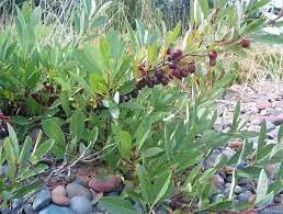 Trout Brook Arborist - Landscaping & Tree Services The Best Tree Services in West Hartford CT - Certified Arborists & Landscaping