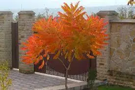 Trout Brook Arborist - Landscaping & Tree Services The Best Tree Services in West Hartford CT - Certified Arborists & Landscaping