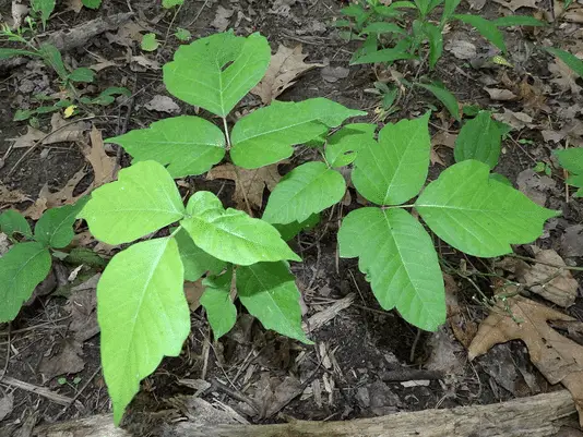 About Poison Ivy