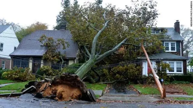 Tree Damage From Wind or Ice Storms