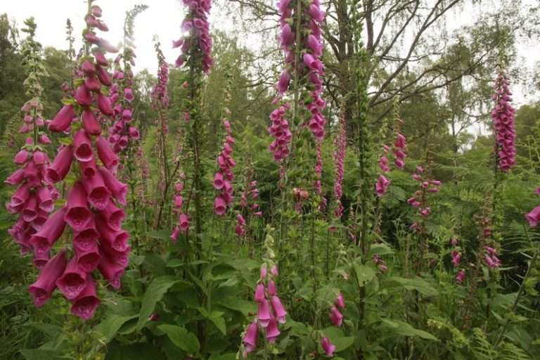 Symbiotic Gardening: Elevate Your Landscape in 2024