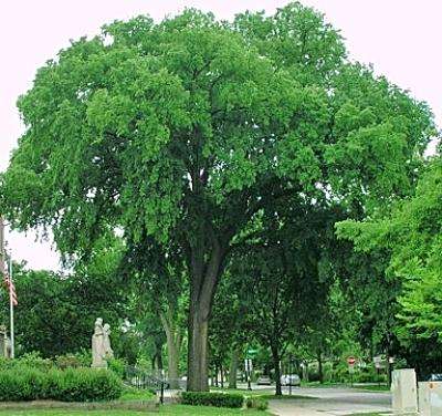 Why Burlapping Trees in 2024 Is Essential for Tree Health