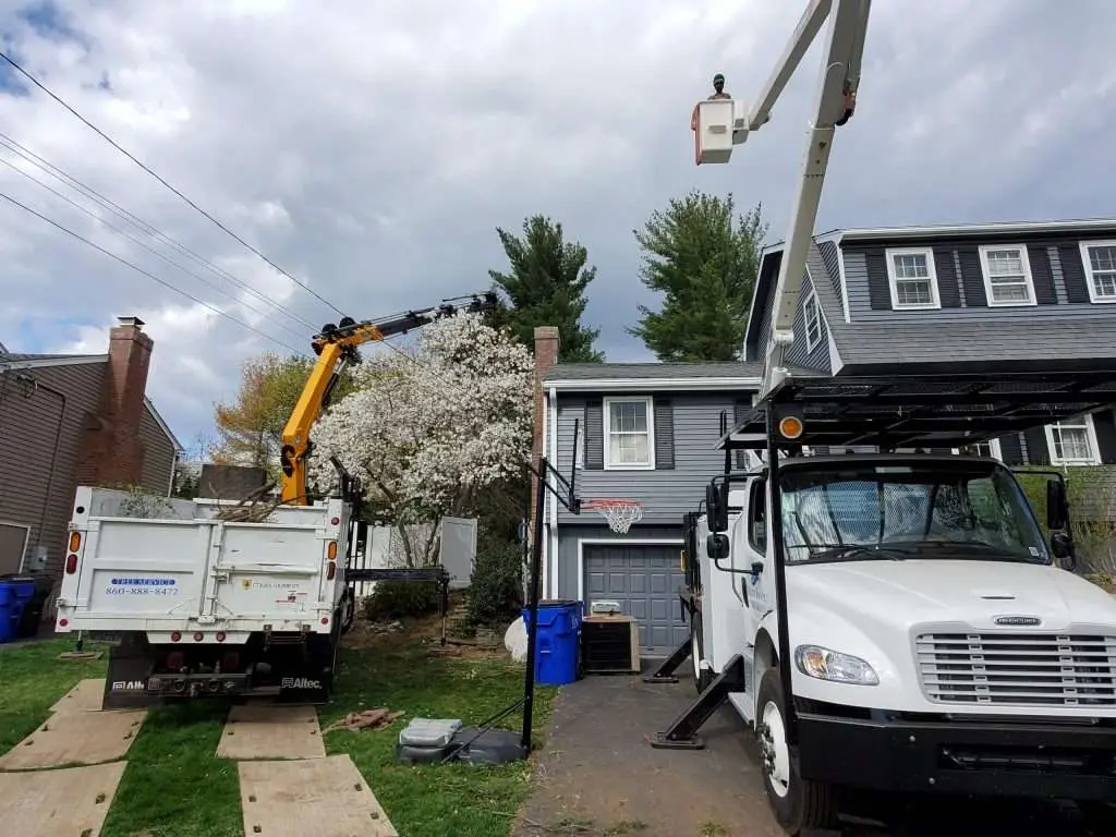 Tree stump removal