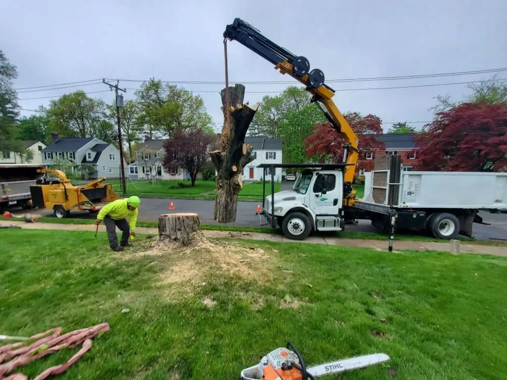 Gallery Trout Brook Arborists: Tree stump removal