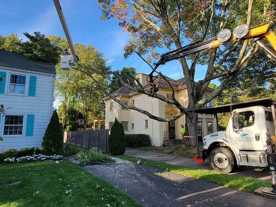 Tree Shrub Care