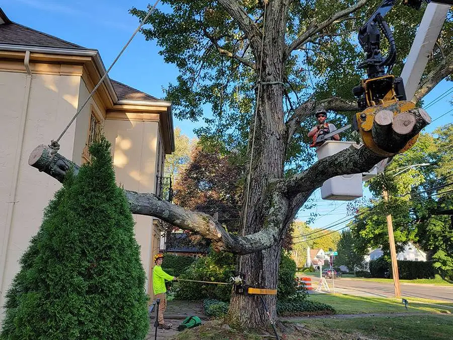 Professional Tree Care Service