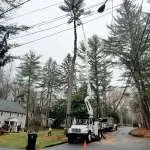 Trout Brook Arborist - Landscaping & Tree Services The Best Tree Services in West Hartford CT - Certified Arborists & Landscaping