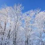 Trout Brook Arborist - Landscaping & Tree Services The Best Tree Services in West Hartford CT - Certified Arborists & Landscaping