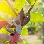 Trout Brook Arborist - Landscaping & Tree Services The Best Tree Services in West Hartford CT - Certified Arborists & Landscaping