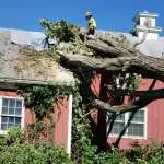 Trout Brook Arborist - Landscaping & Tree Services The Best Tree Services in West Hartford CT - Certified Arborists & Landscaping