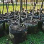 Trout Brook Arborist - Landscaping & Tree Services The Best Tree Services in West Hartford CT - Certified Arborists & Landscaping