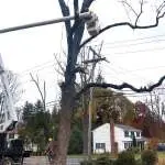 Trout Brook Arborist - Landscaping & Tree Services The Best Tree Services in West Hartford CT - Certified Arborists & Landscaping