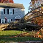 Trout Brook Arborist - Landscaping & Tree Services The Best Tree Services in West Hartford CT - Certified Arborists & Landscaping