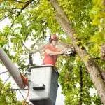 Trout Brook Arborist - Landscaping & Tree Services The Best Tree Services in West Hartford CT - Certified Arborists & Landscaping