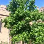 Trout Brook Arborist - Landscaping & Tree Services The Best Tree Services in West Hartford CT - Certified Arborists & Landscaping