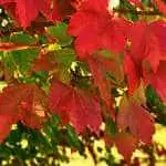 Trout Brook Arborist - Landscaping & Tree Services The Best Tree Services in West Hartford CT - Certified Arborists & Landscaping