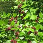 Trout Brook Arborist - Landscaping & Tree Services The Best Tree Services in West Hartford CT - Certified Arborists & Landscaping