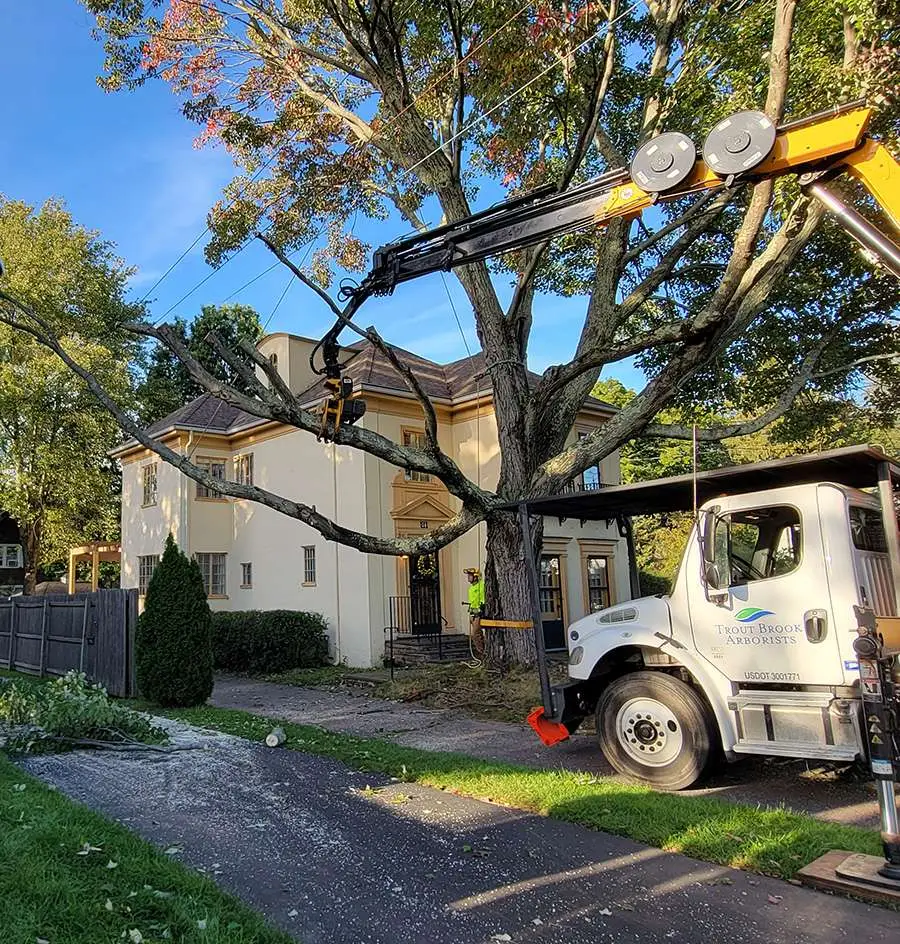 Gallery Trout Brook Arborists