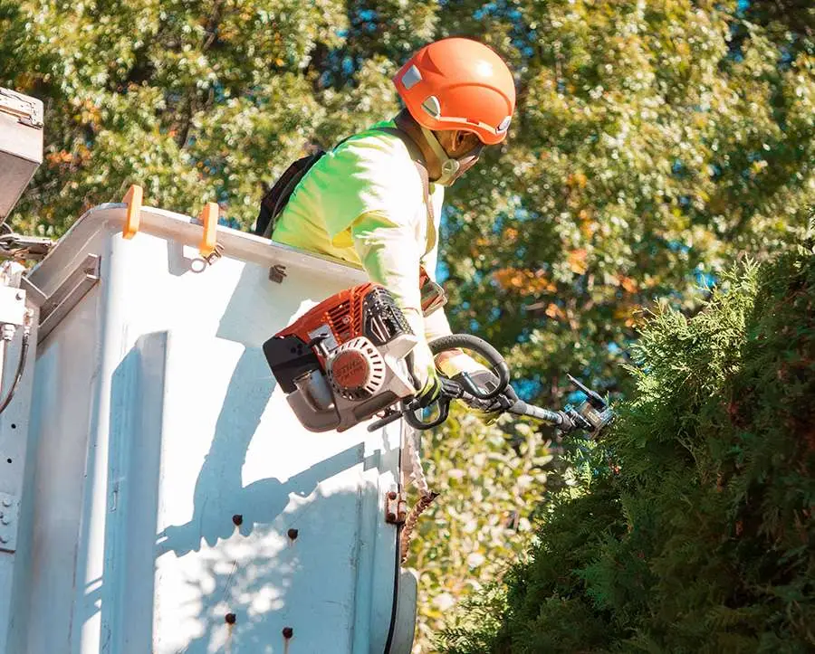 About Trout Brook Arborists