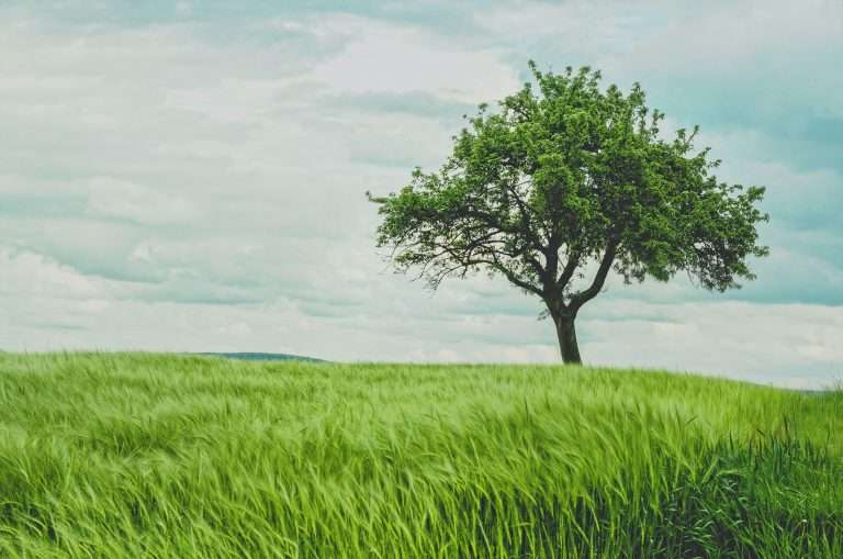 How to Choose the Right Tree Company in 2024