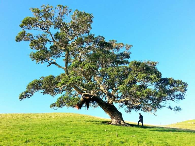 Essential Tree Fall Factors: What You Need to Know in 2024
