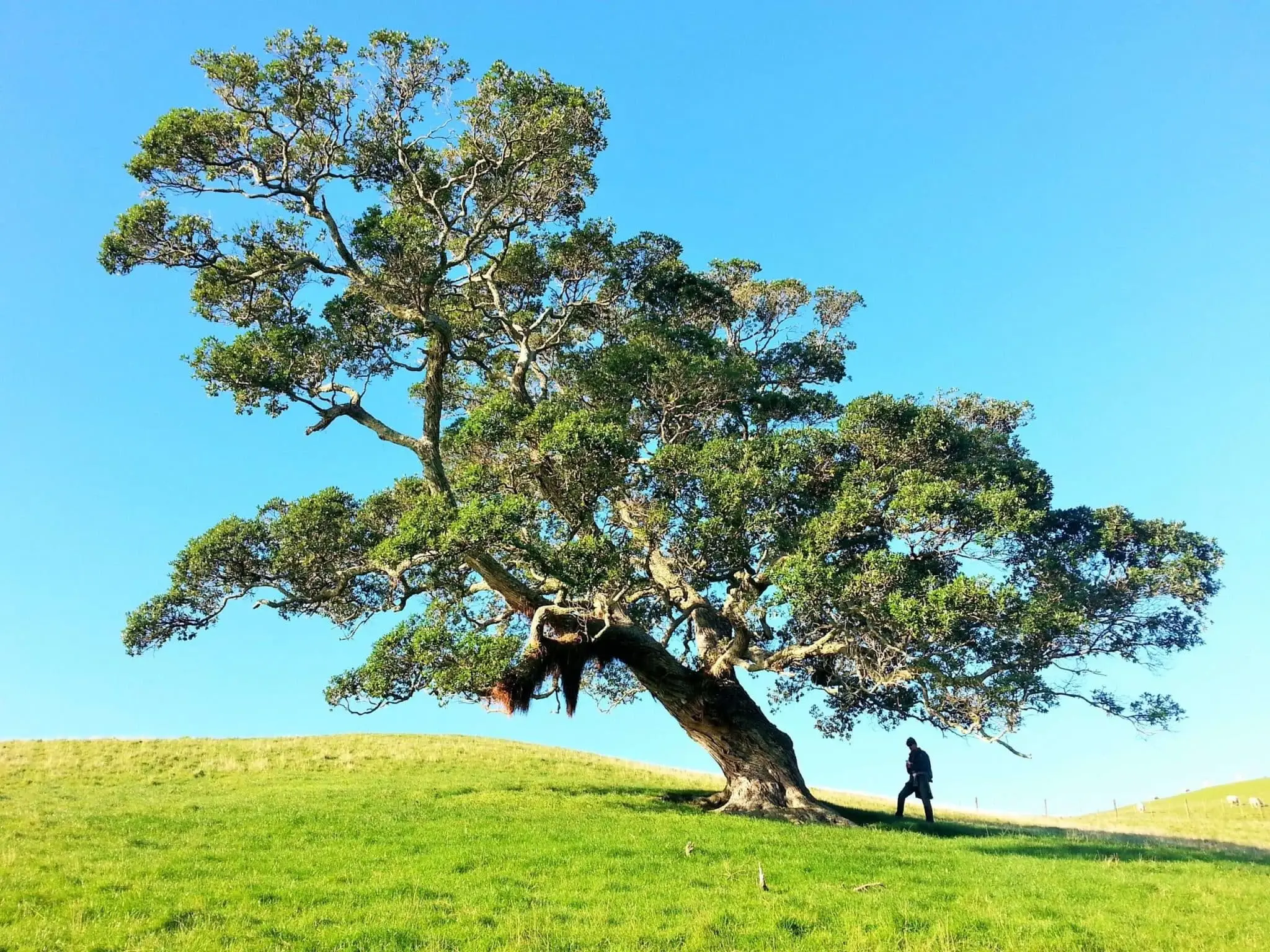 How to Negotiate Tree Removal
