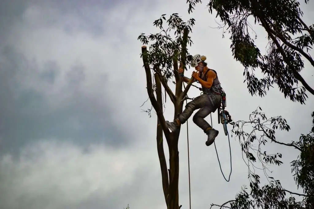 What is an Arborist and How to Know if You Need One?