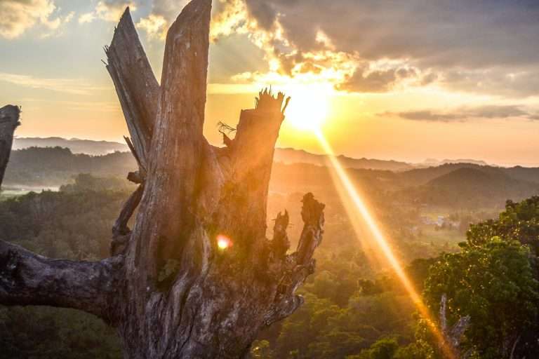 Signs Your Tree Needs Removal: Expert Guide for 2024