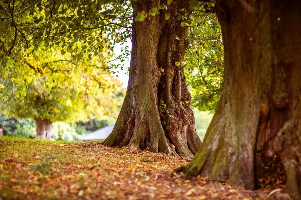 How to choose the right tree company near you.