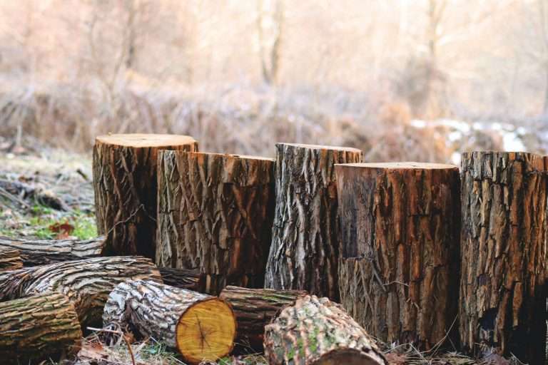 Why Smart Choice Tree Service Matters: 2024 Guide