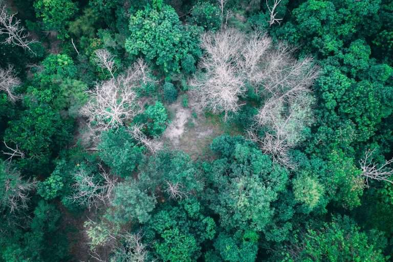 How to Choose the Right Tree Removal Service Near Me in 2024