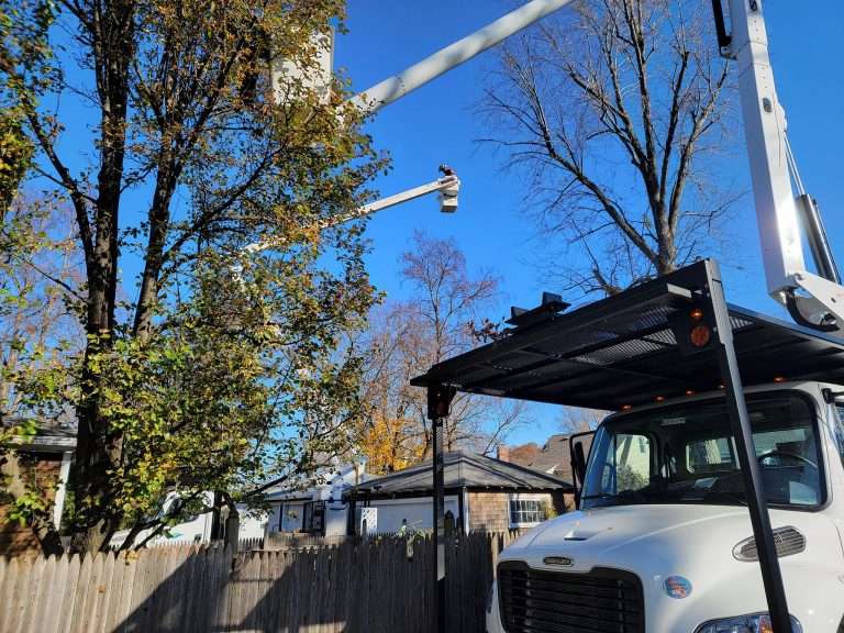 Mastering Tree Removal: Expert Tips for 2024