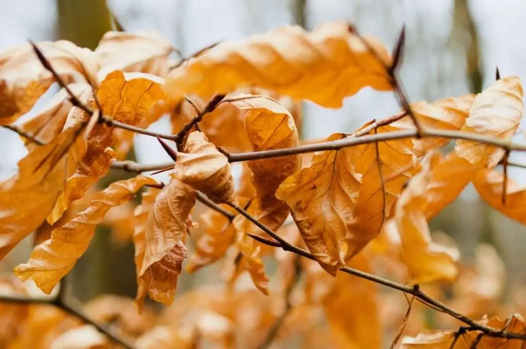 Guide to understand tree removal costs 2022