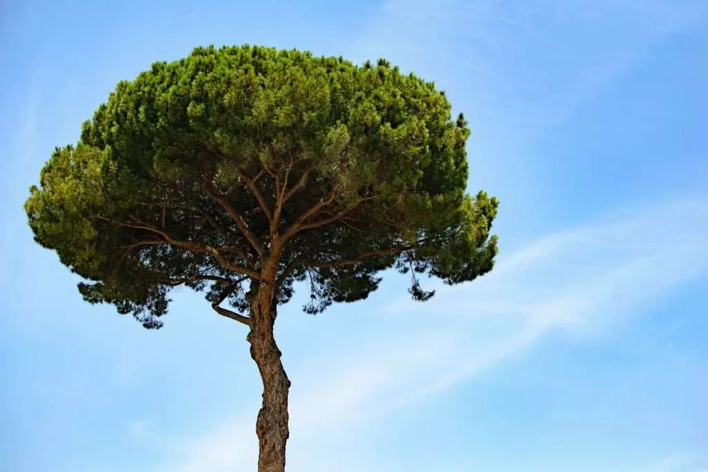 Find and Hire the best and affordable tree cutting service