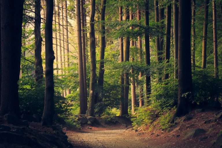 Why Environmental Preservation is Crucial in 2024