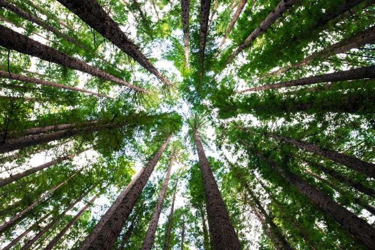 Trees: 7 Questions to Ask Before You Cut Them Down in 2024