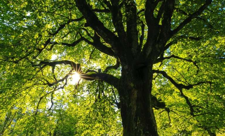 Elevate Your Landscape: Premier Tree and Shrub Care Techniques