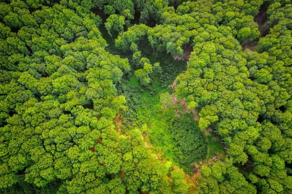 10 Signs You Should Invest in Tree Removal