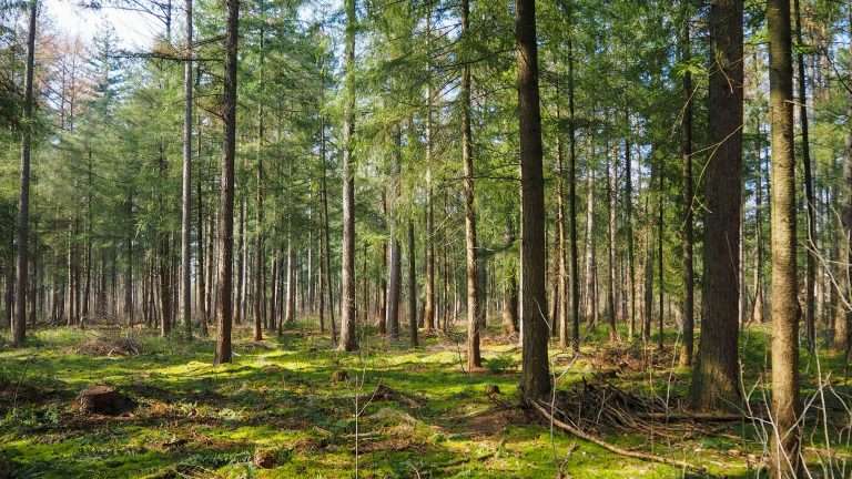 Invest in Signs: Reduce Tree Removal Risks in 2024