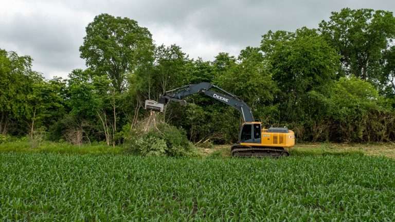 Uncovering the Hidden World: The Secret Lives of Trees in 2024