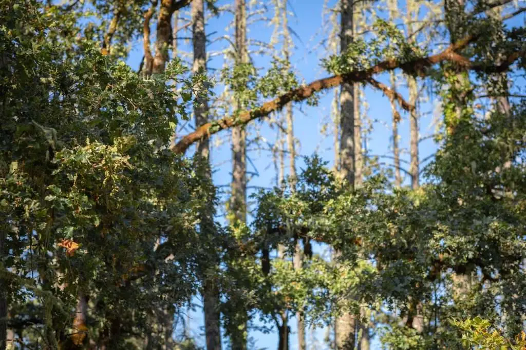 The Top 5 Reasons to Hire Arborists for Your Tree Service Needs