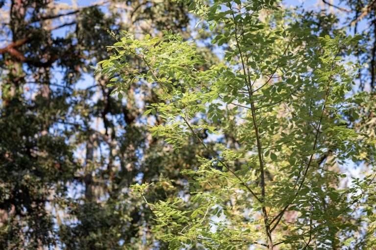 4 Seasons Arborist: Year-Round Tree Care for 2024