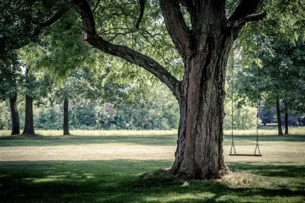 Licensed vs Unlicensed Tree Removal Service: Pros & Cons