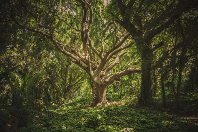 2024 Guide: Affordable Tree Services in West Hartford