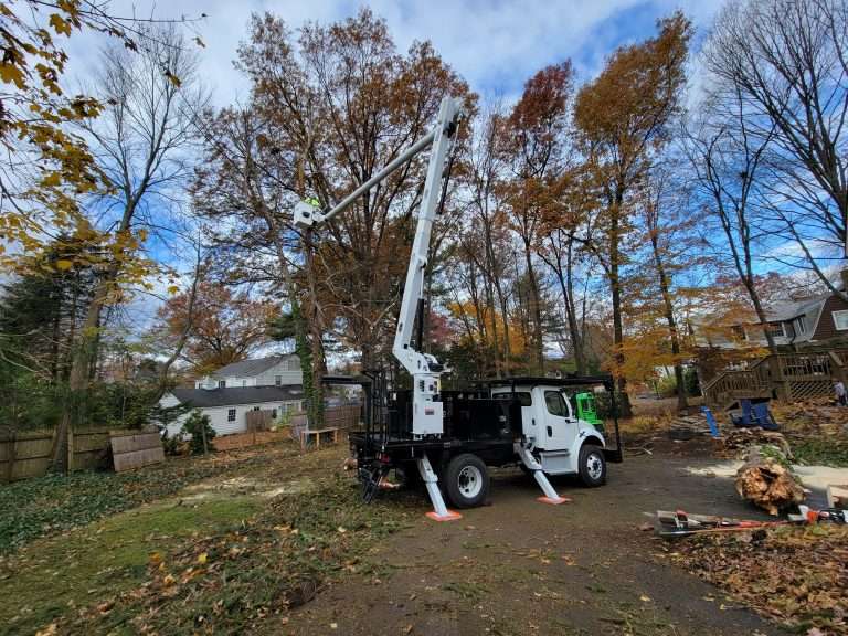 2024 Guide: Arborist vs Tree Trimmer – Who to Hire?