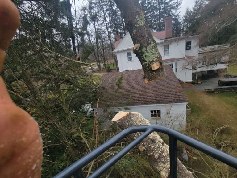 Urgent Signs Your Tree is Dying: Expert Guide for 2024