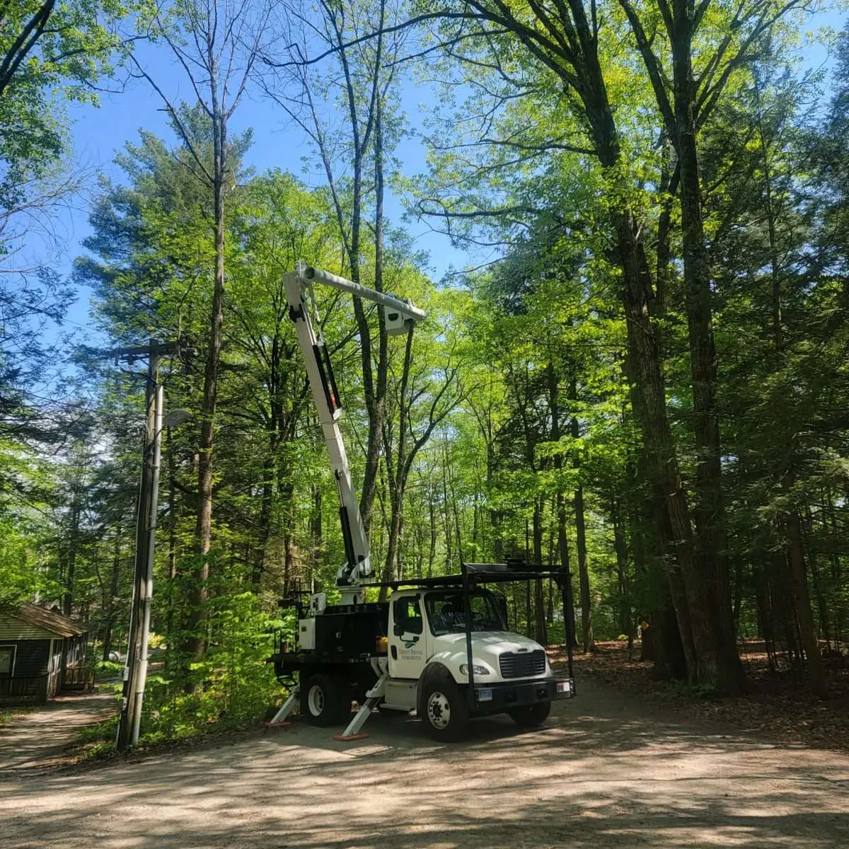 Frequently Asked Questions About Tree Trimming