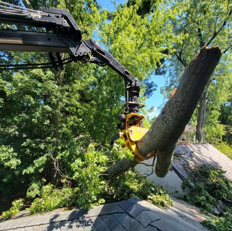 The Tree Climber: Essential Skills for Arborists in 2024