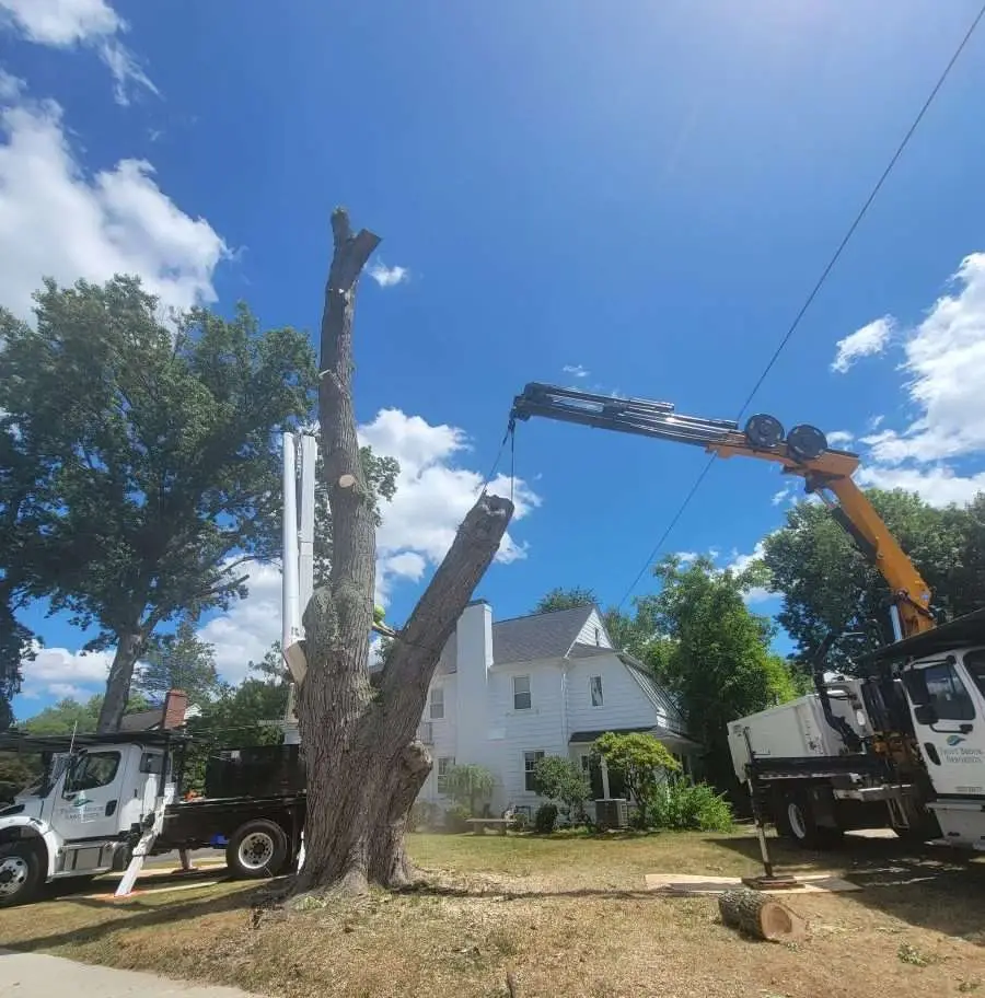 The Frequently Asked Questions Of The Tree Climbers Service